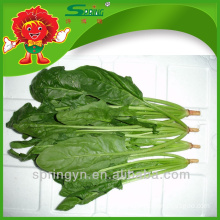 China supplier Bulk fresh spinach brands